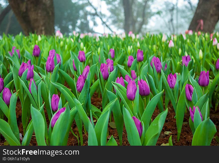 Multi coloured tulips