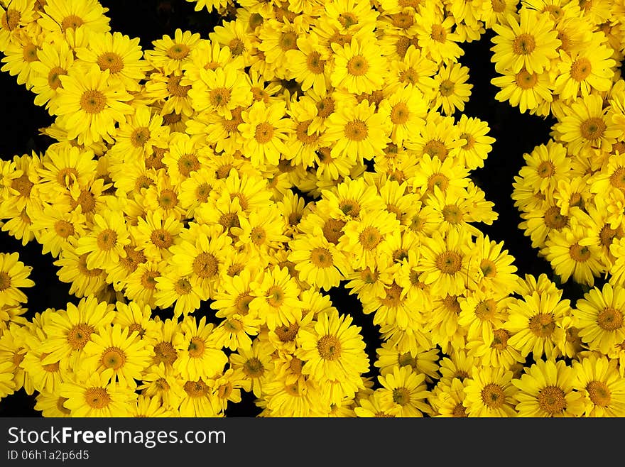 Chrysanthemum beautiful flowers in the garden