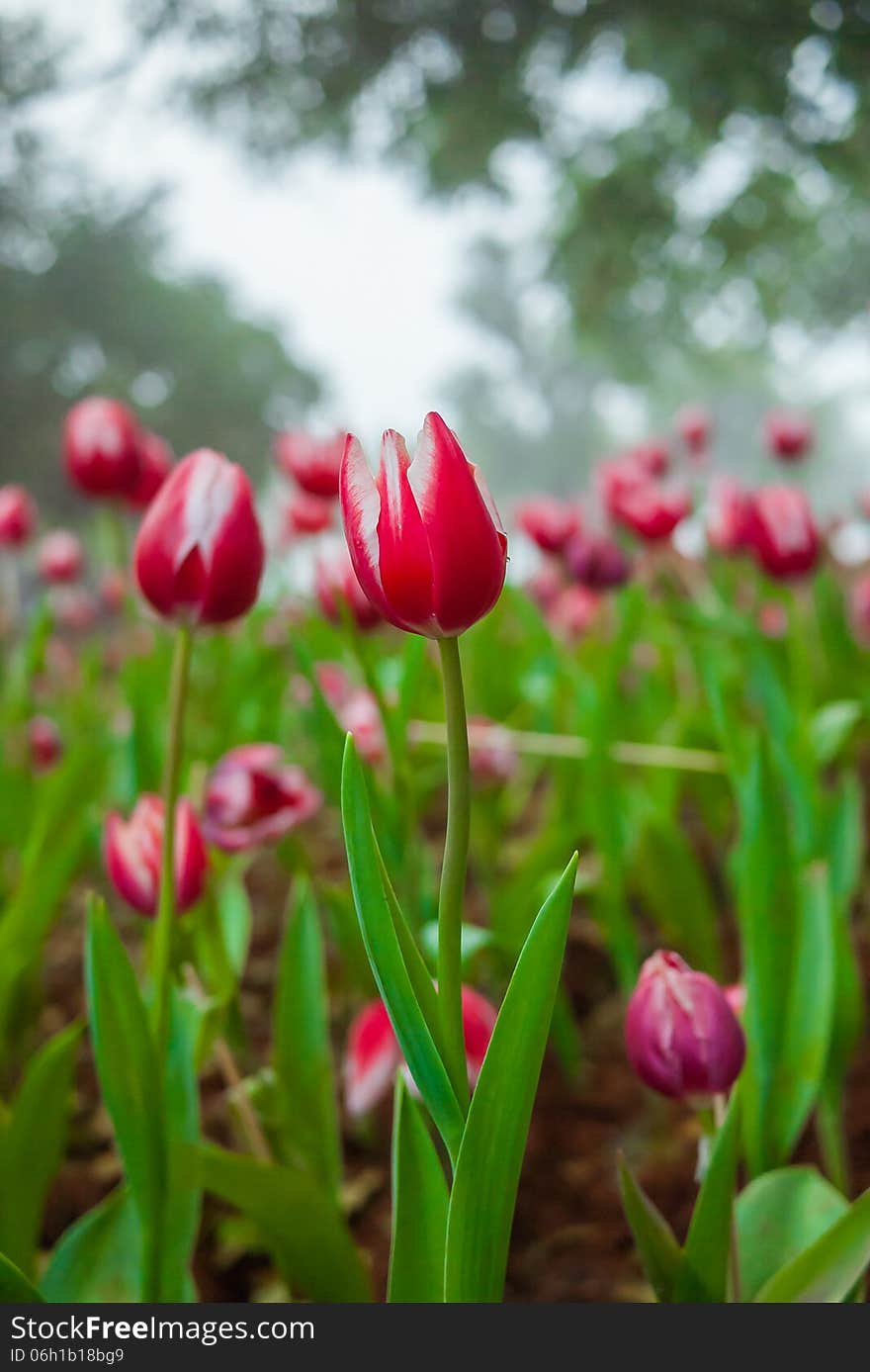 Multi coloured tulips