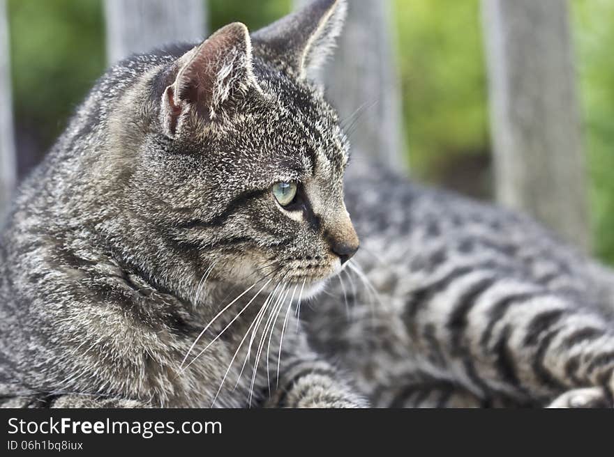 Cat Lying on Garden Bench