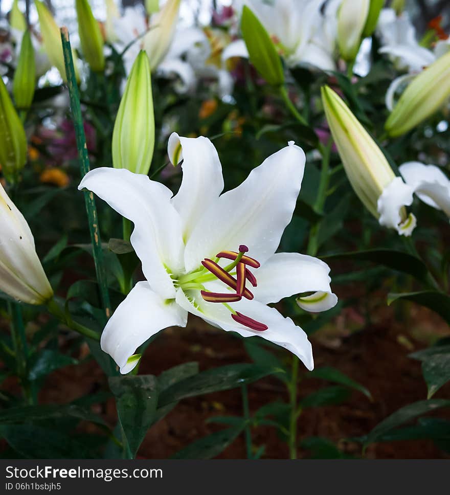 White lilles in flower garden