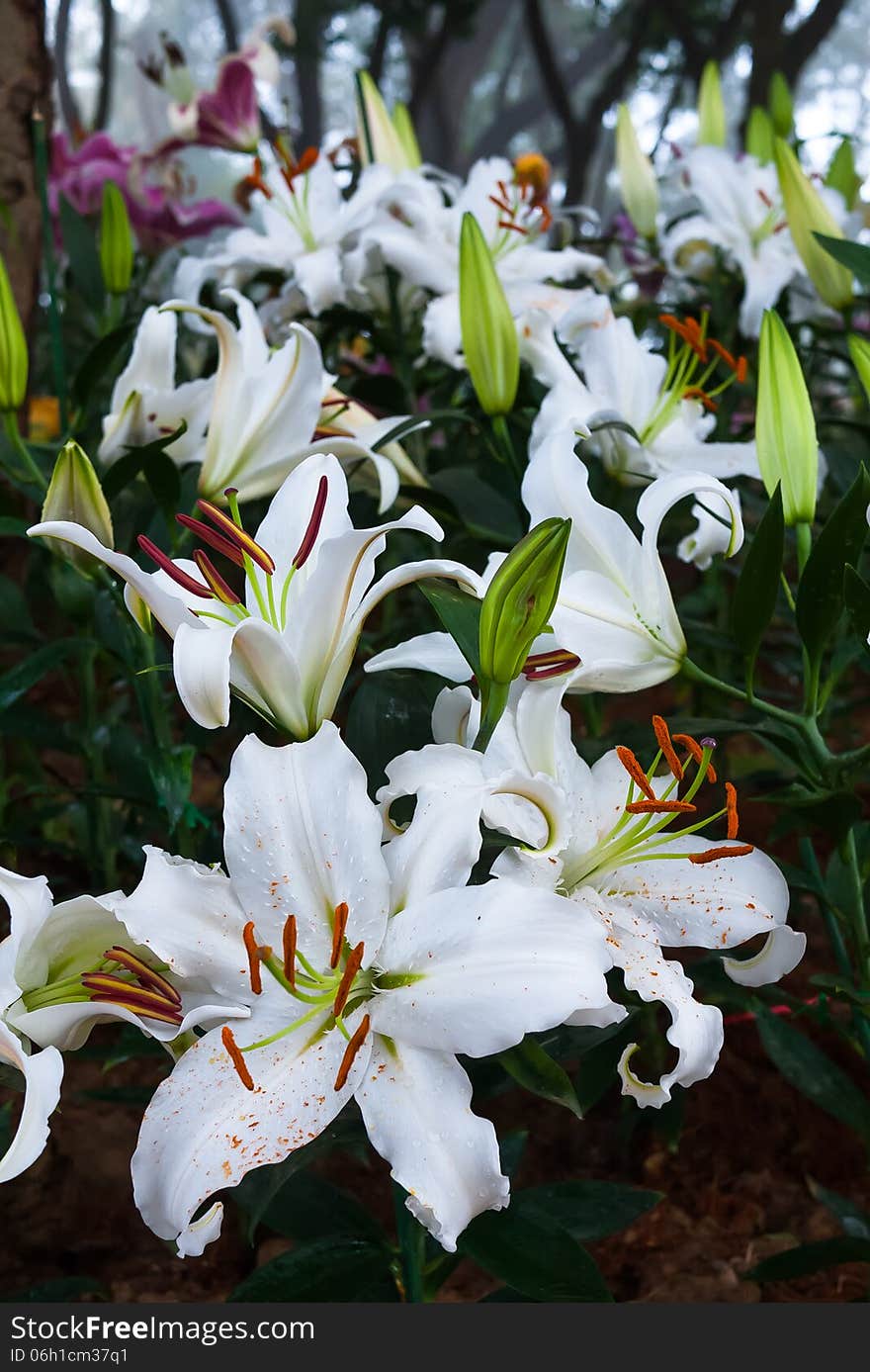 White lilles in flower garden