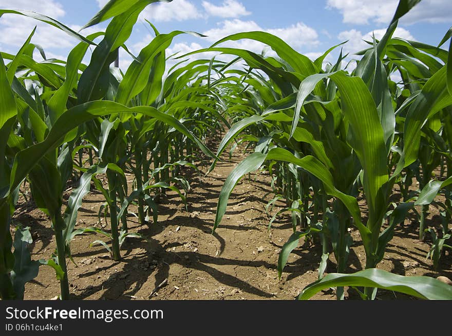 A closeup of the rows of corn. A closeup of the rows of corn