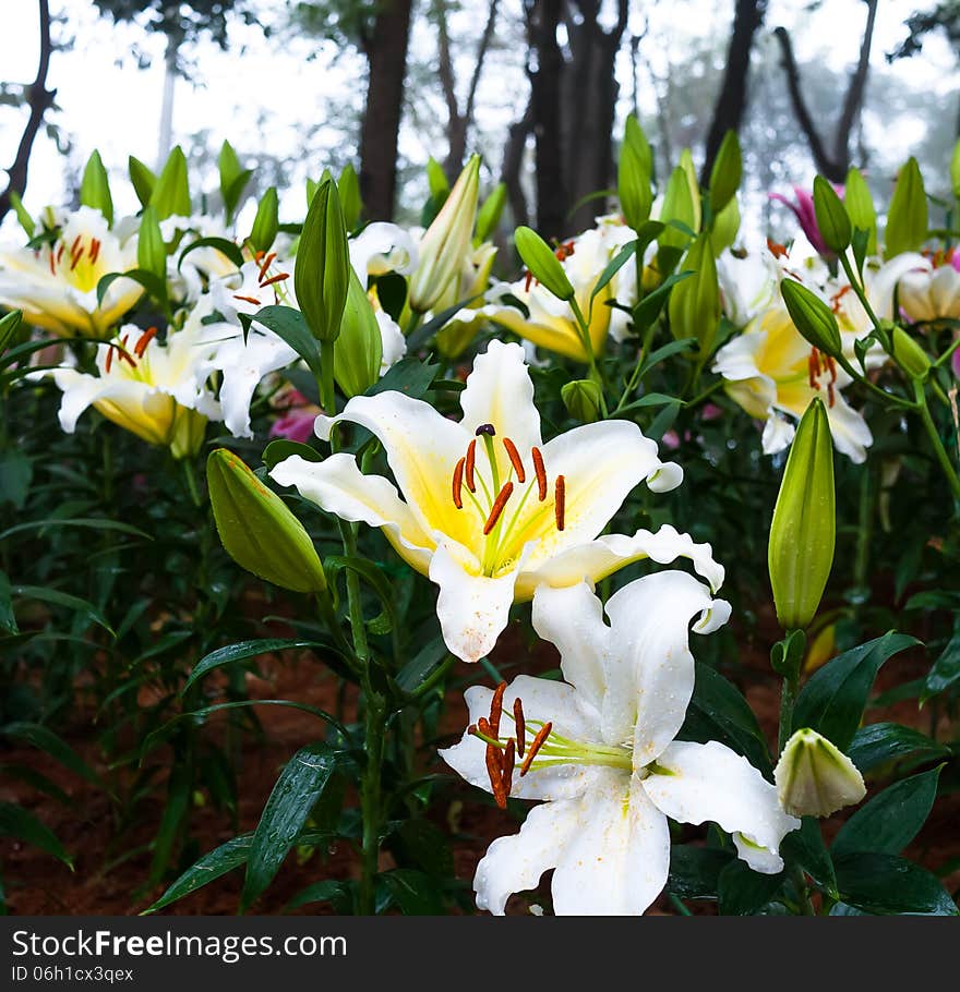 White lilles in flower garden