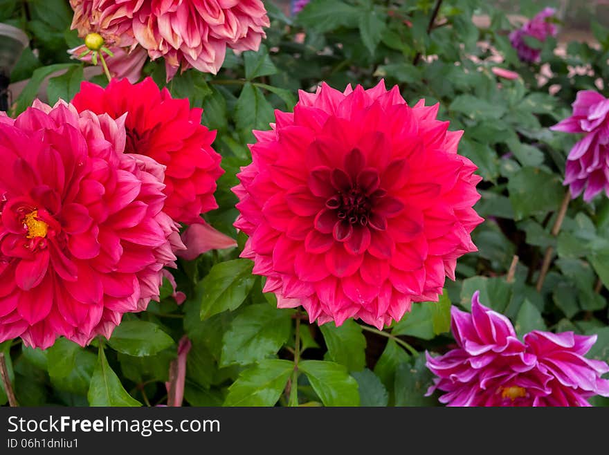 Chrysanthemum beautiful flowers in the garden