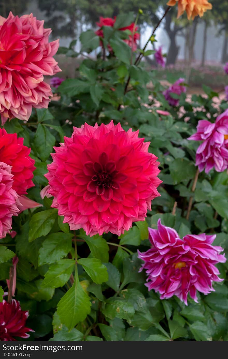 Chrysanthemum beautiful flowers in the garden