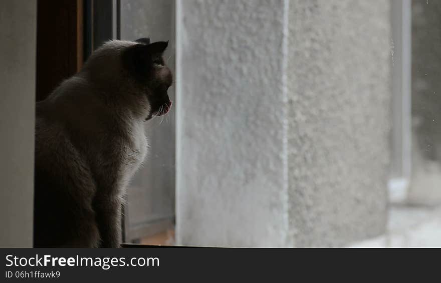 Siamese male cat washing and playing with human