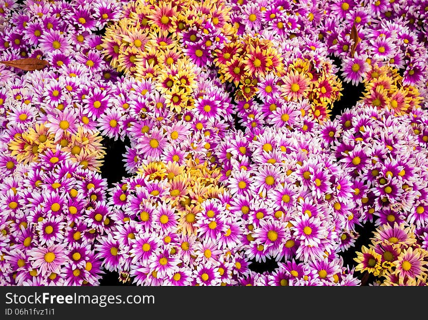 Chrysanthemum beautiful flowers in the garden