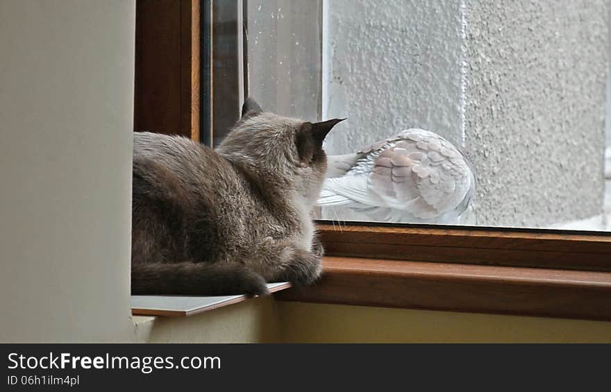 Cat hunting pigeon through the window. Cat hunting pigeon through the window