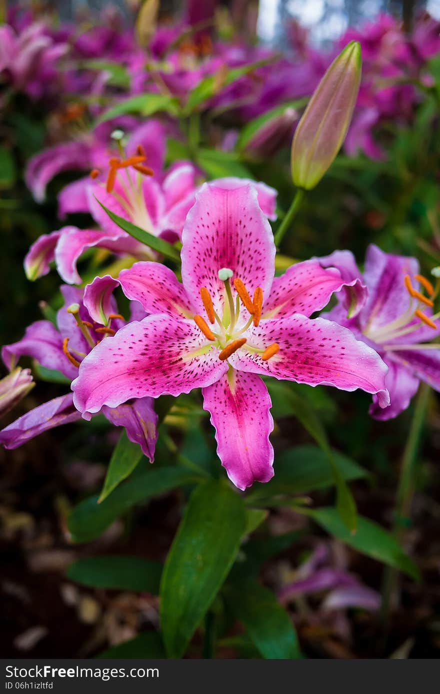 Pink lilles in flower garden