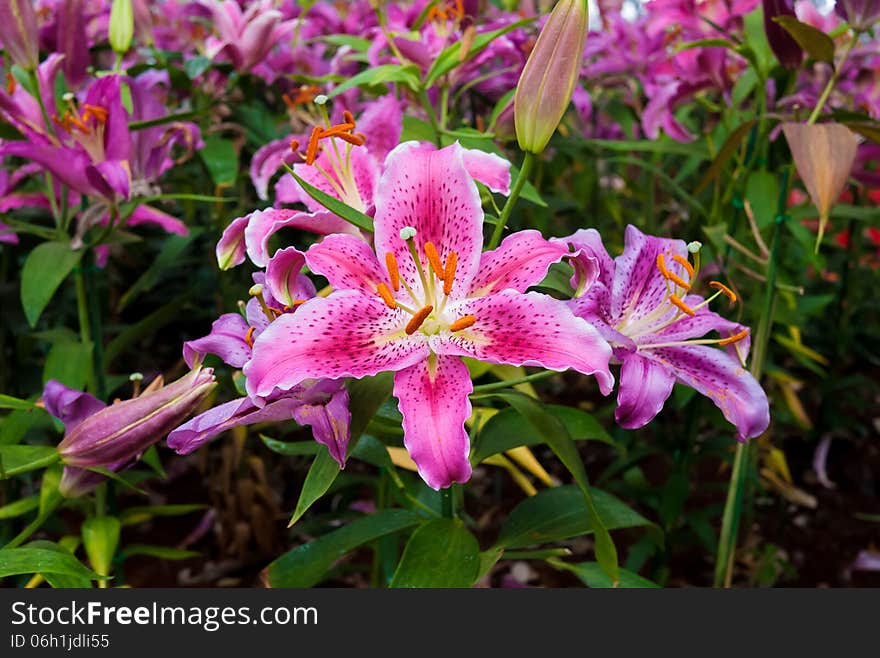 Pink lilles in flower garden