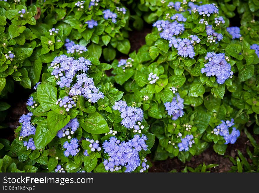 Blue flower and flower field.