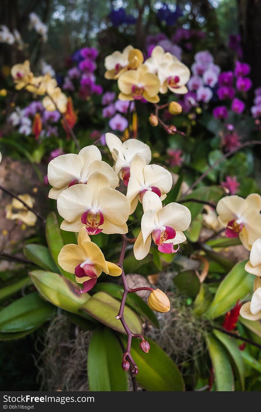 Closeup blossom beautiful white orchid. Closeup blossom beautiful white orchid