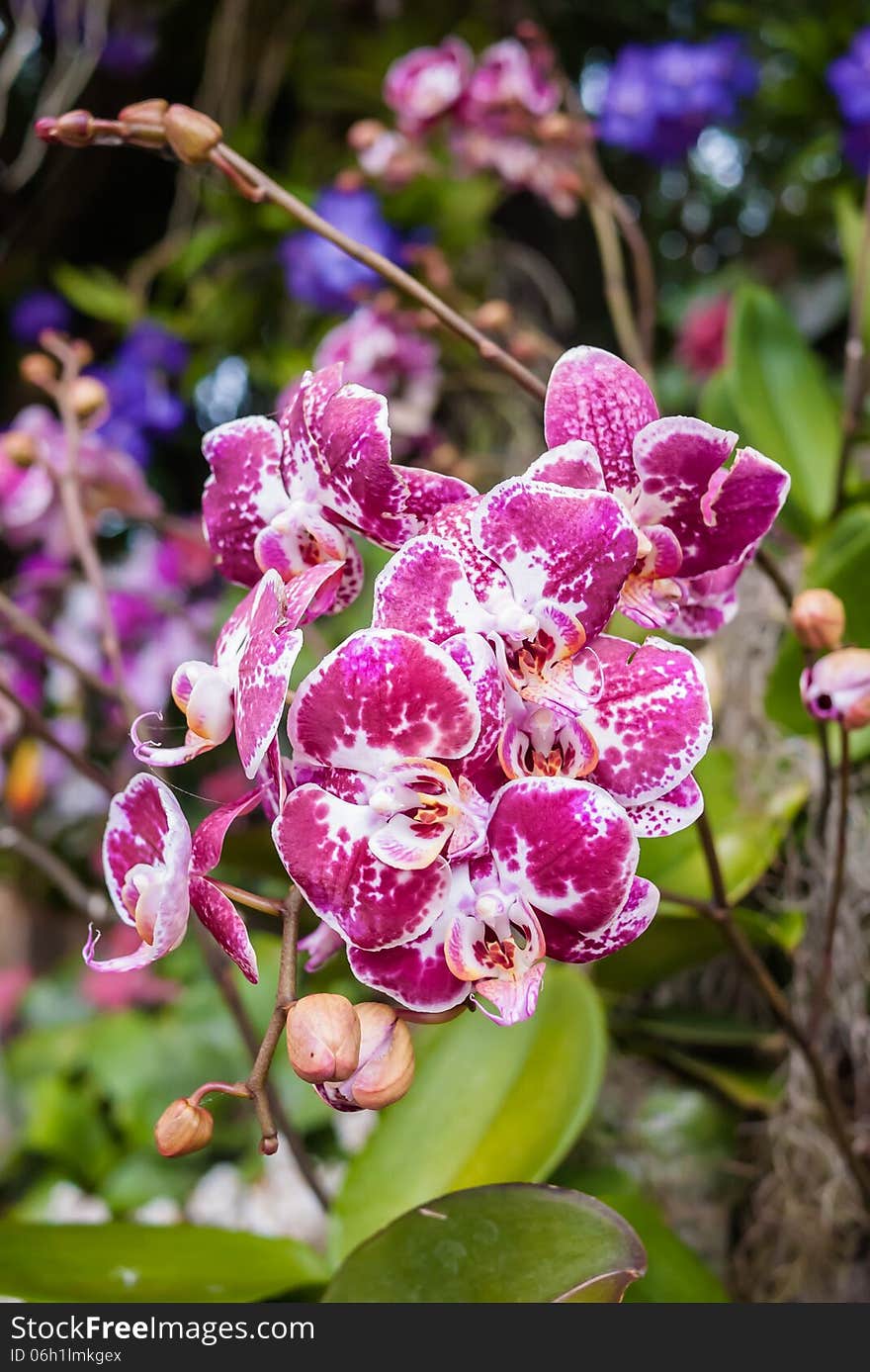 Blossom beautiful pink orchid