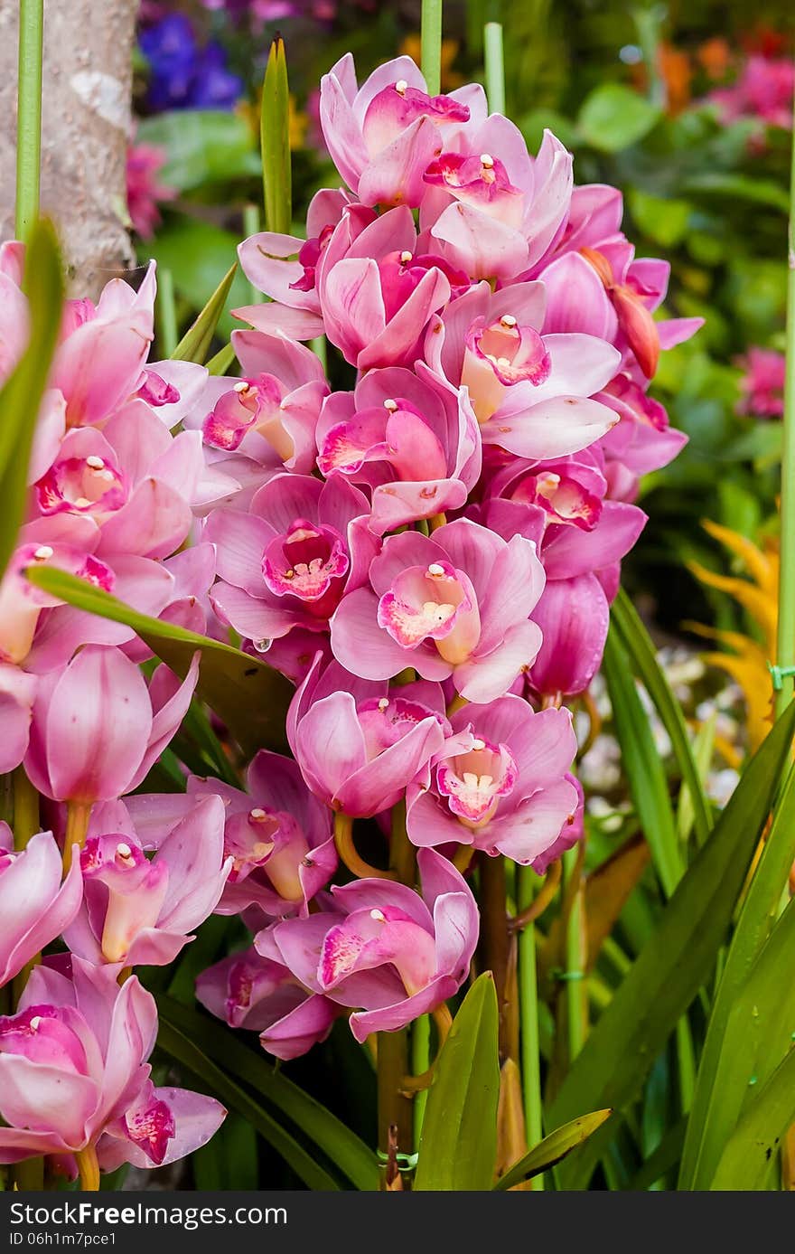 Closeup blossom beautiful pink orchid