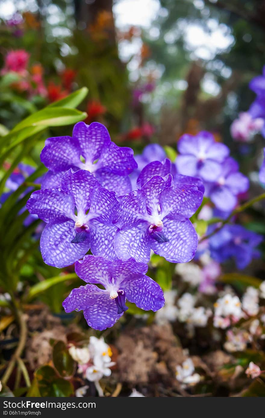 Beautiful bright purple orchid flowers