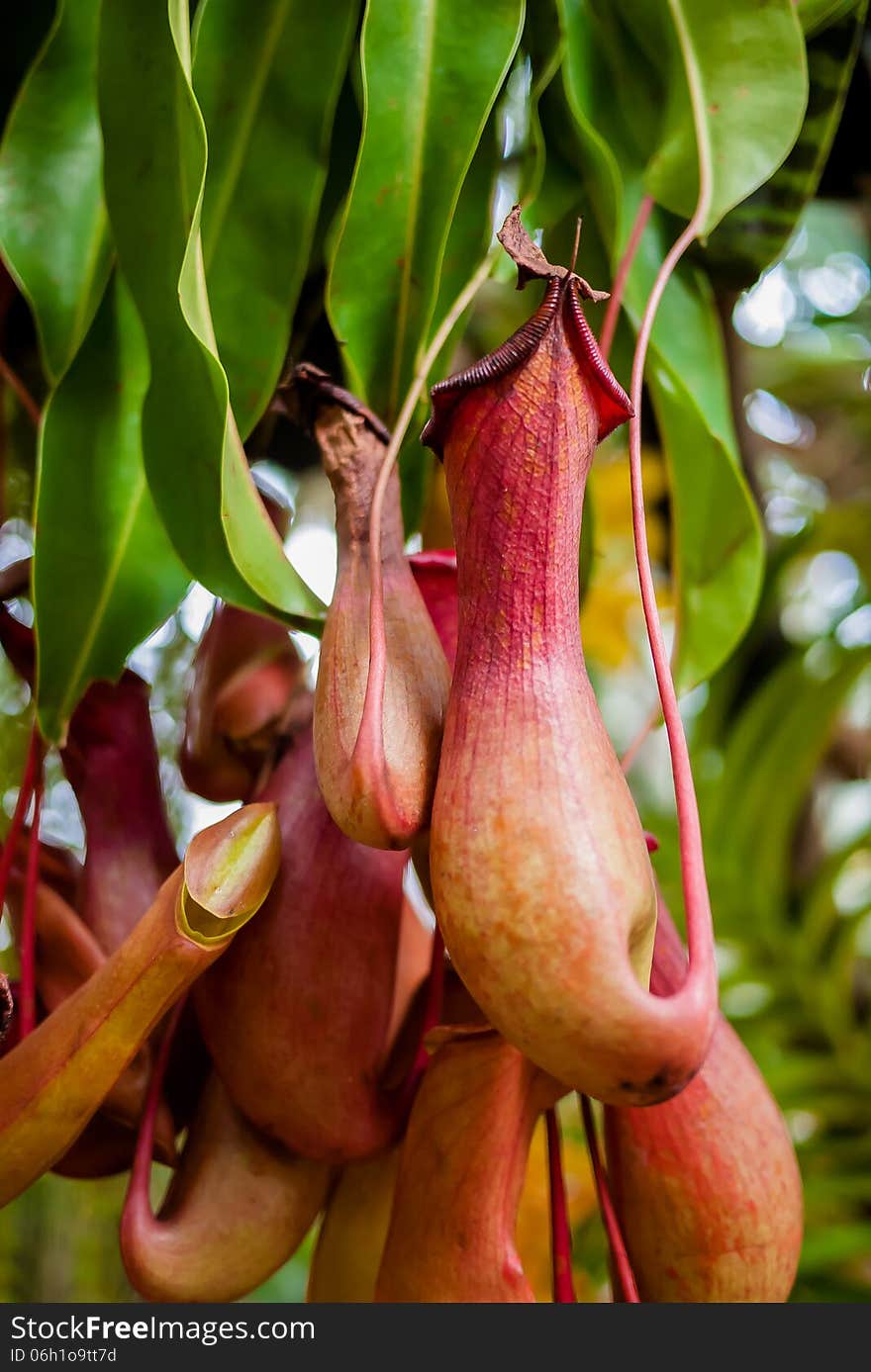 Nepenthes or Monkey Cups on the tree