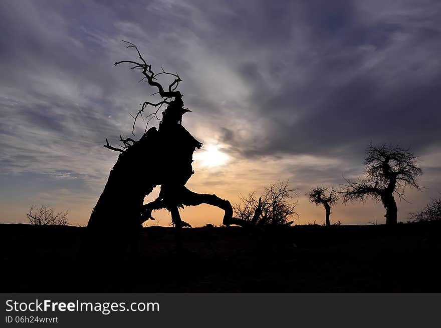 Dead tree and dramatic sky