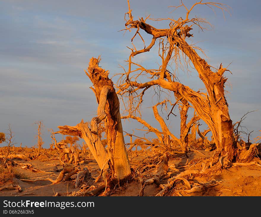 Dead tree and dramatic sky