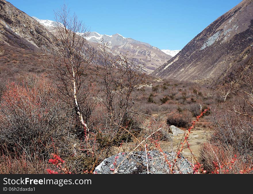 Stones and birch high in the mountains