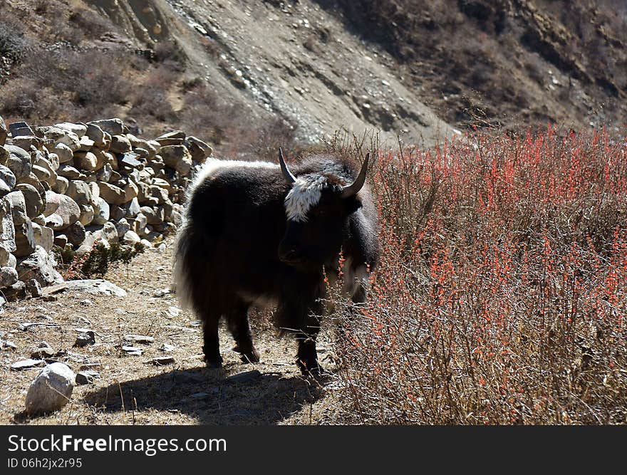 Yak graze in the high mountains of Nepal