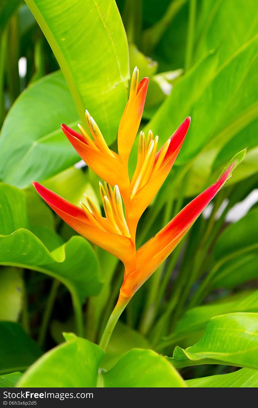 Canna flower buds are not yet in full bloom.