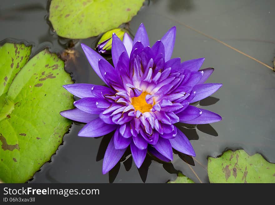 Purple lotus yellow pollen beautiful. Purple lotus yellow pollen beautiful.