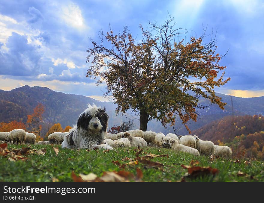 Lambs in the autumn in the mountains