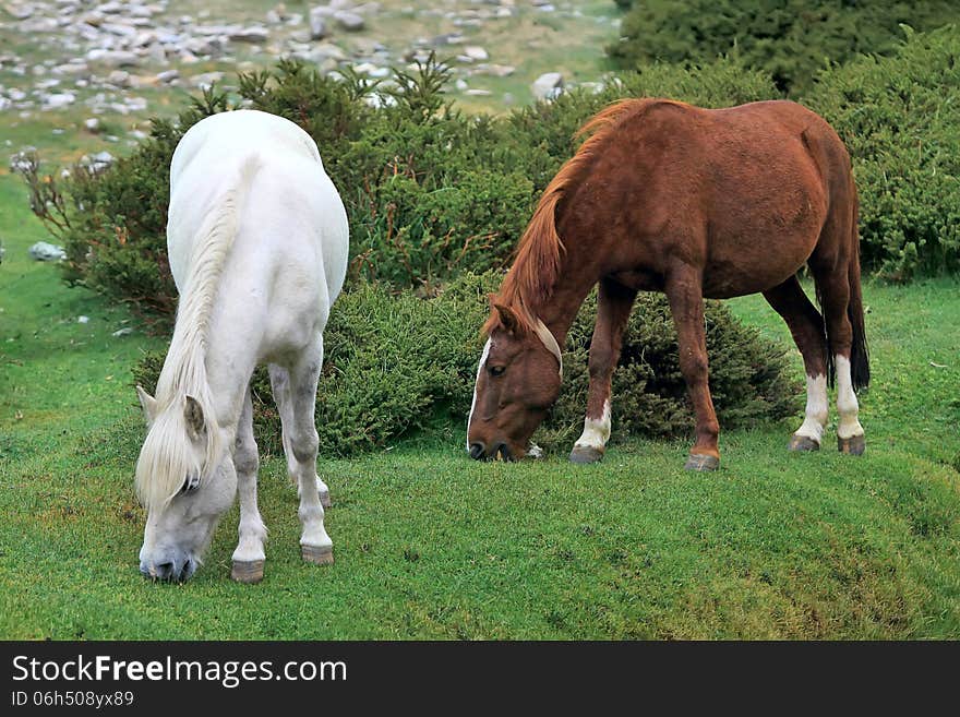 White and brown horses on green pasture. White and brown horses on green pasture