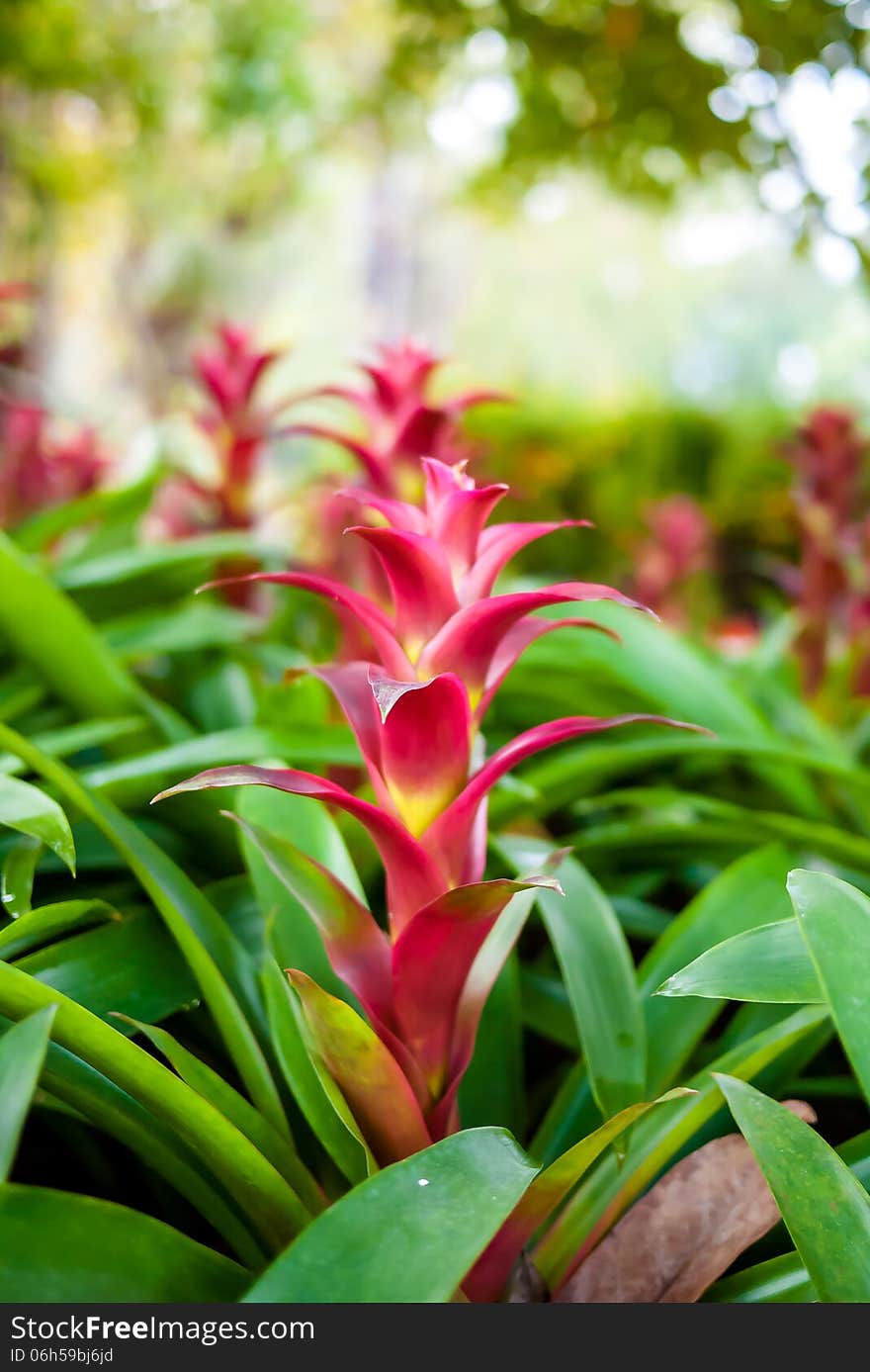 Bromeliads in the flower garden