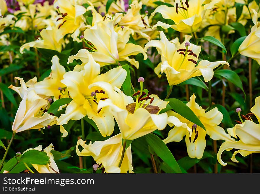 Yellow lilles in flower garden