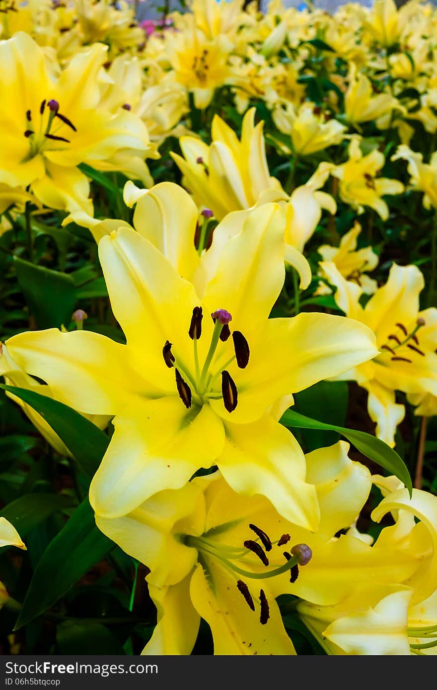 Yellow lilles in flower garden