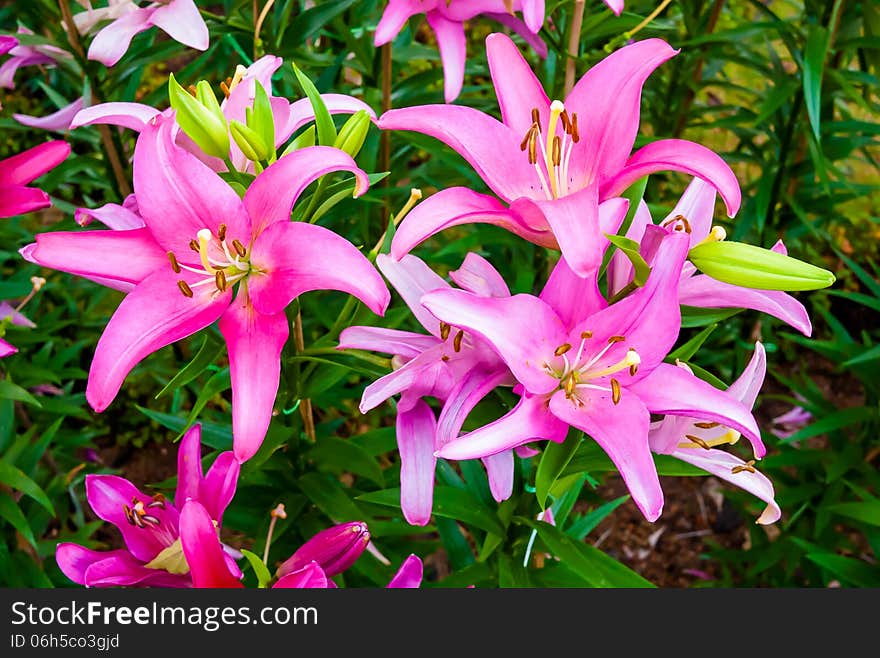 Pink lilles in flower garden