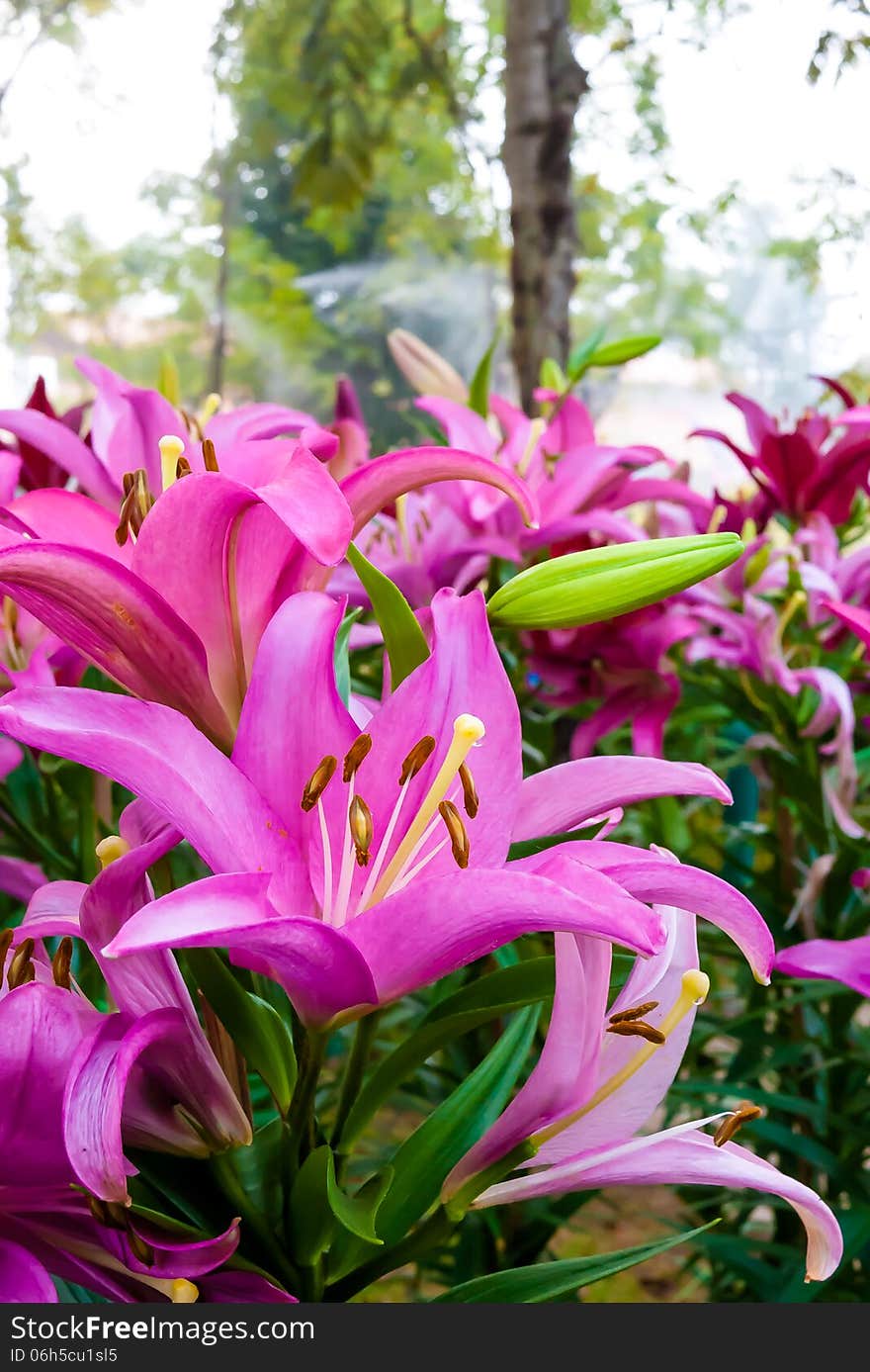 Pink lilles in flower garden