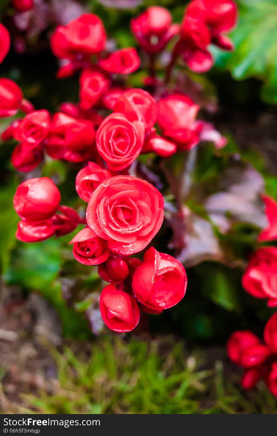 Red Big Begonia