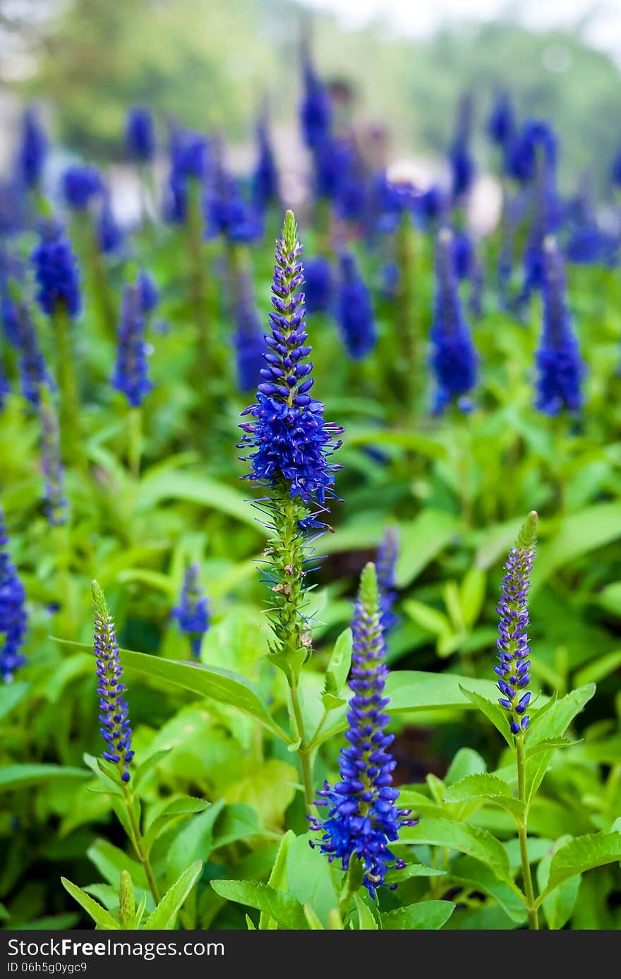 Blue flower and flower field.