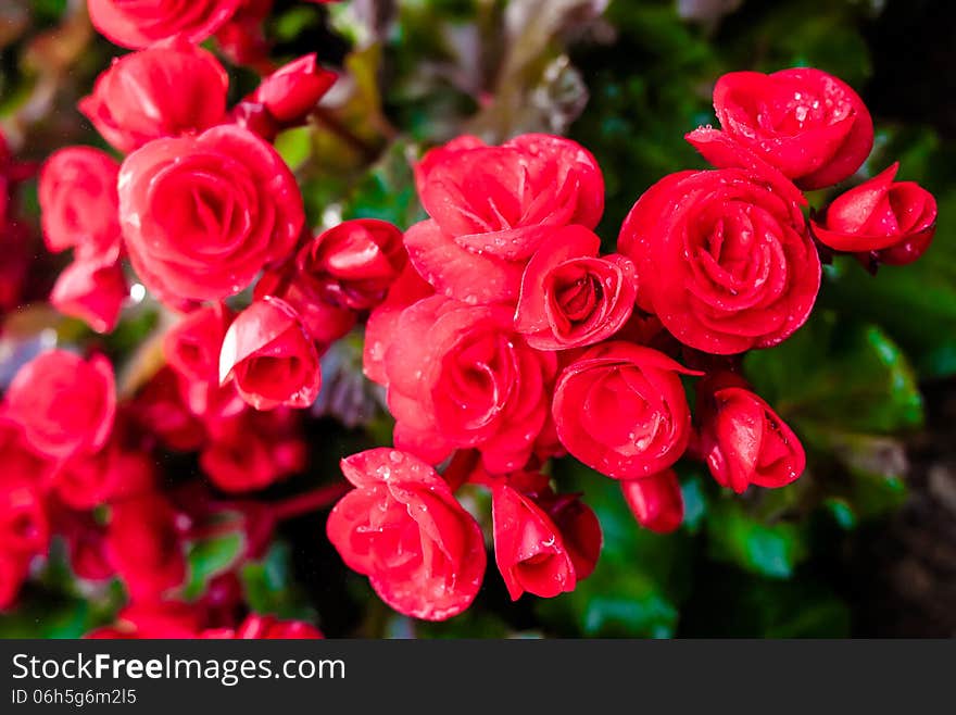 Red big begonia in garden