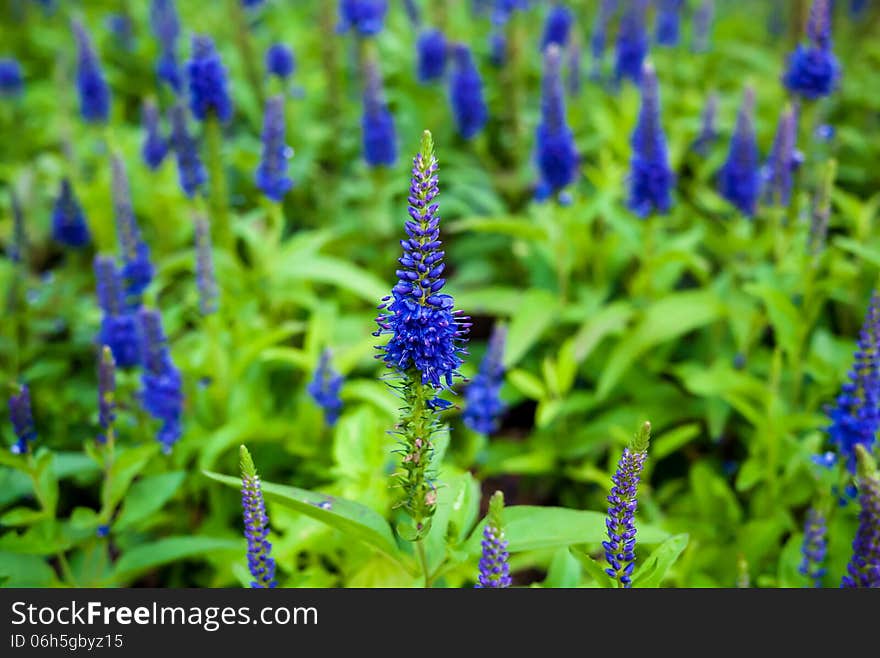 Blue flower and flower field.