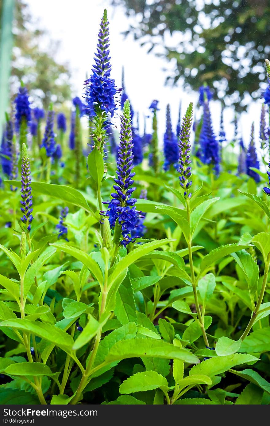 Blue flower and flower field.