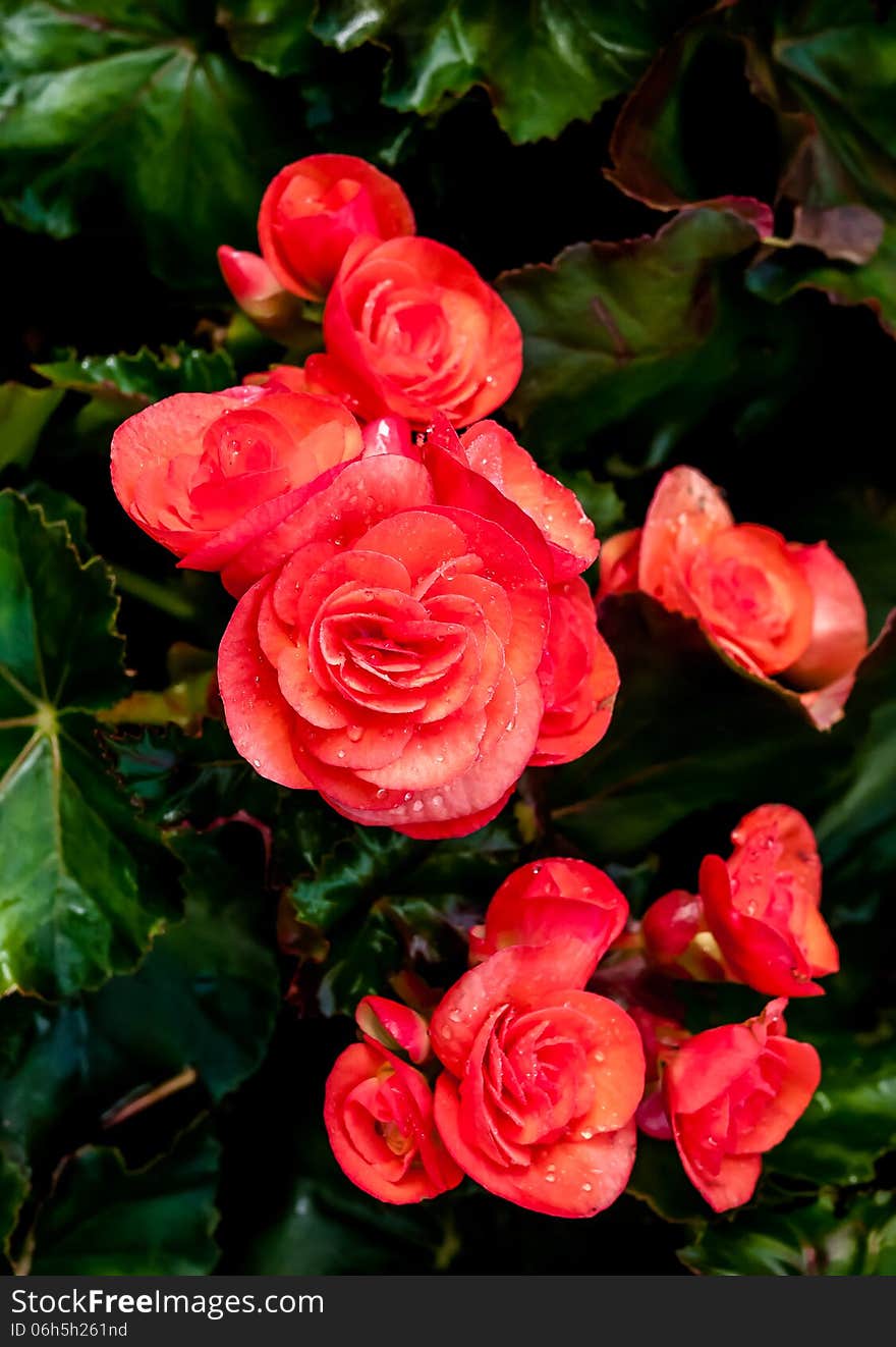 Beautiful background of flowers big begonias