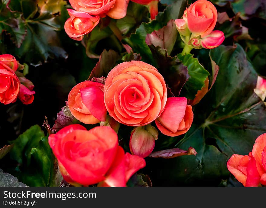 Beautiful background of flowers big begonias