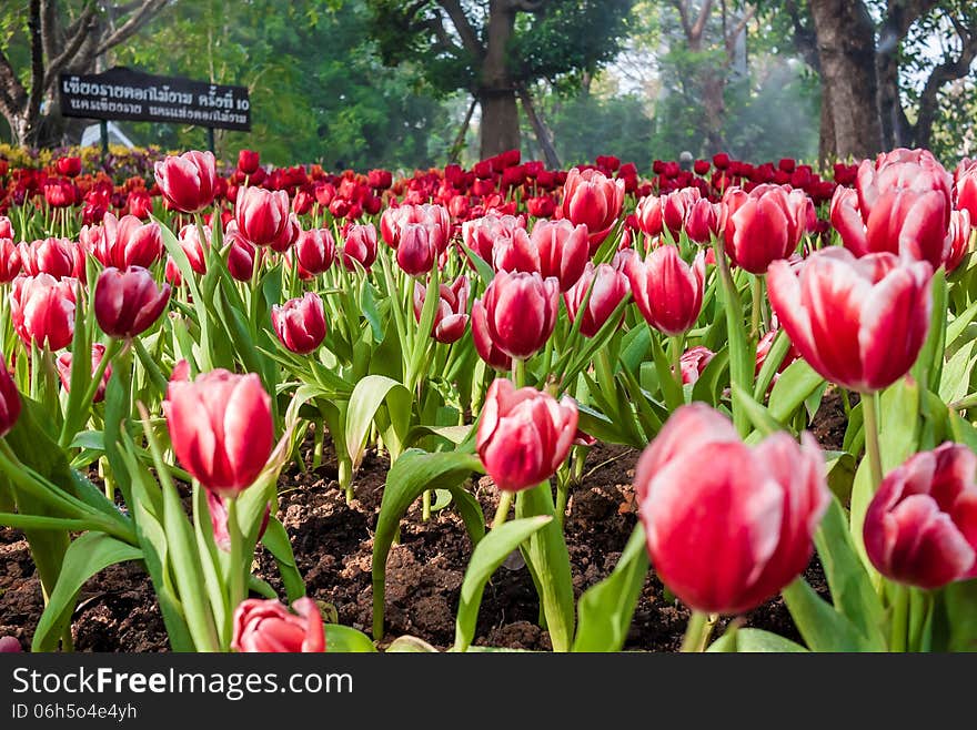 Multi coloured tulips and on nature background