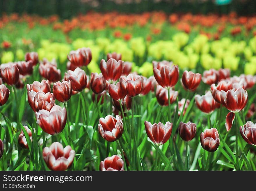 Beautiful tulips in Thailand