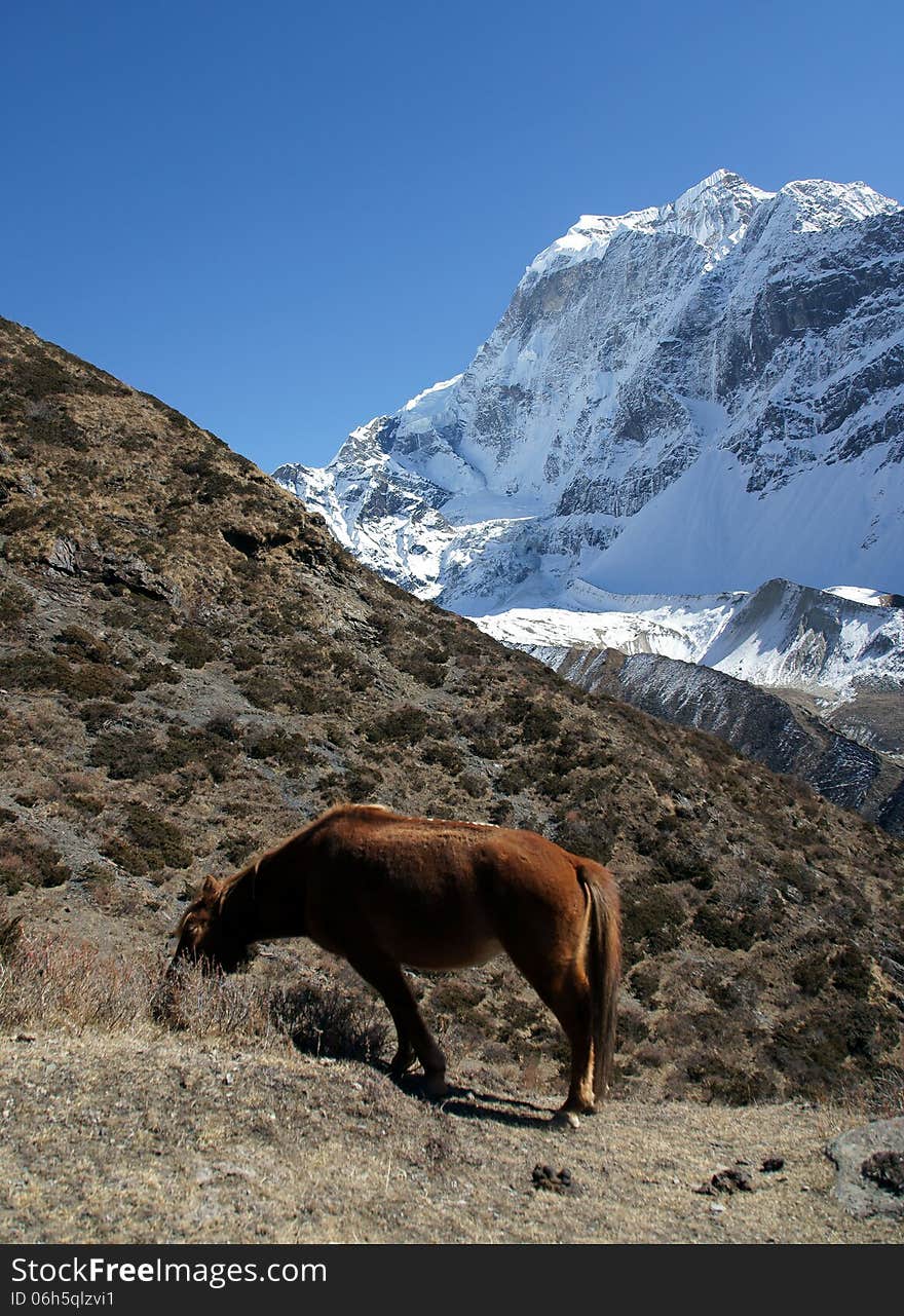 Red horse in the mountains of Nepal