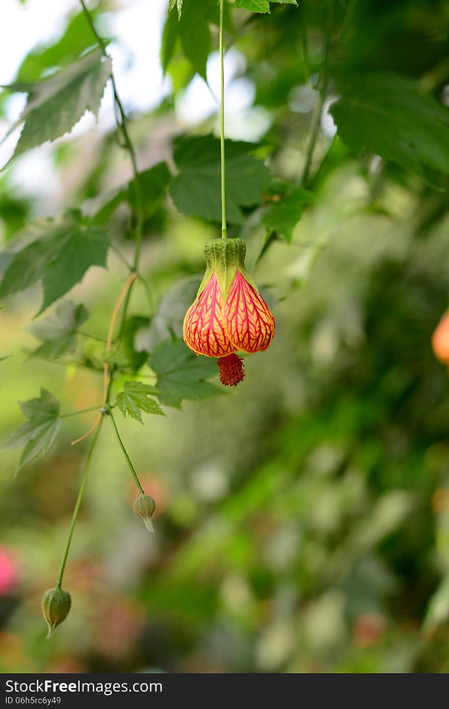 Chinese Enkianthus