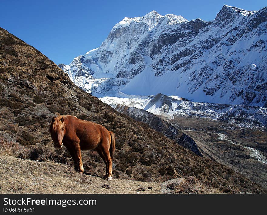 The red horse is grazing in the mountains of Nepal