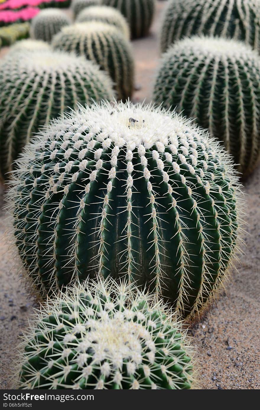 It is a beautiful cactus