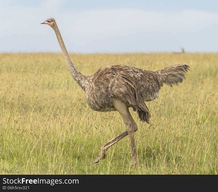 African ostrich in the National Park Masai mara in Kenya.