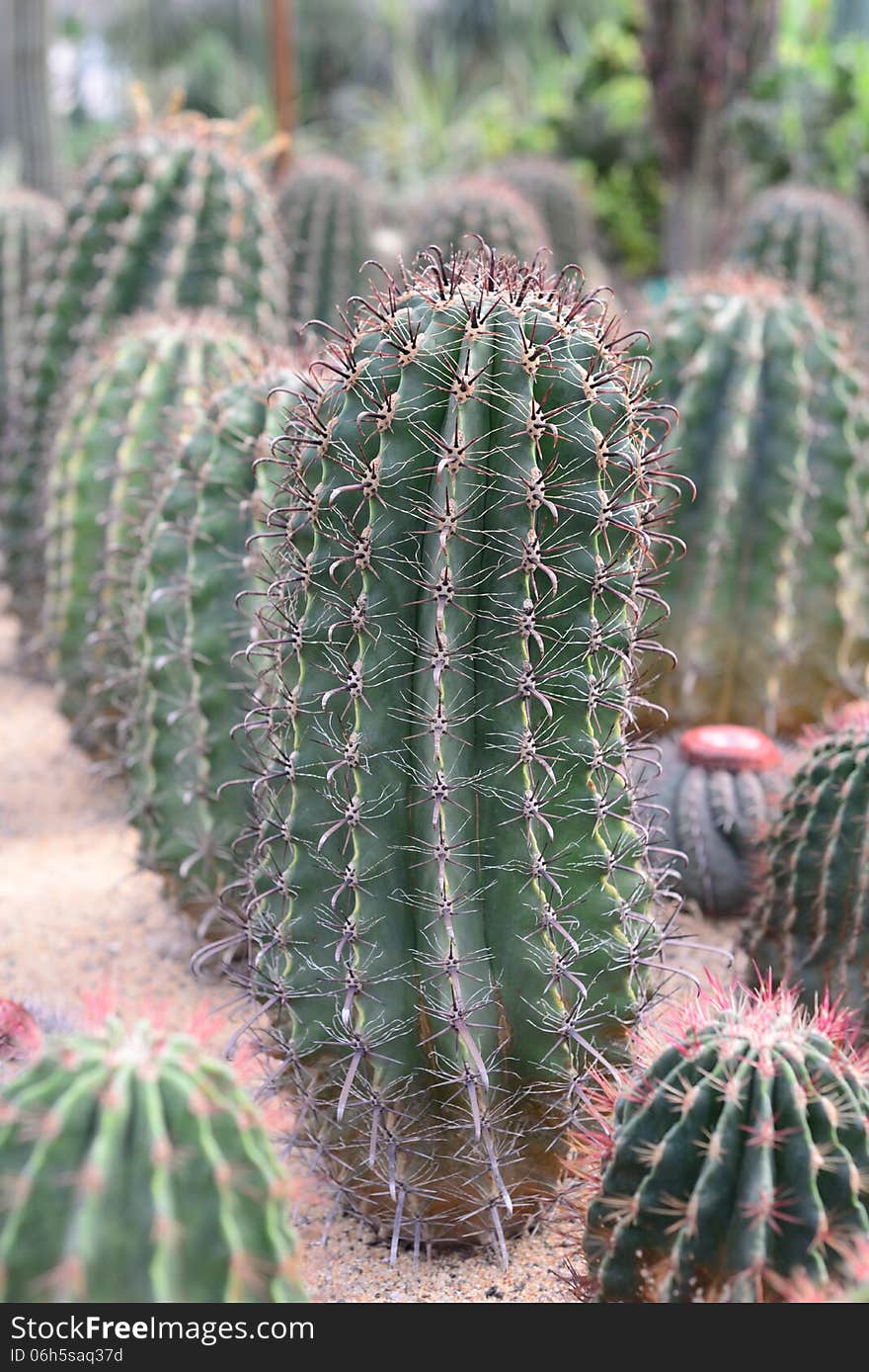 Cactus