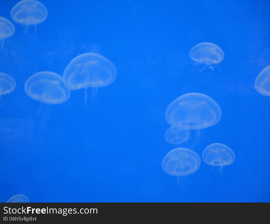 Jellyfish floating Upwards with Trailing Tentacles